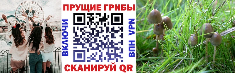 Псилоцибиновые грибы GOLDEN TEACHER  магазин    Калачинск 